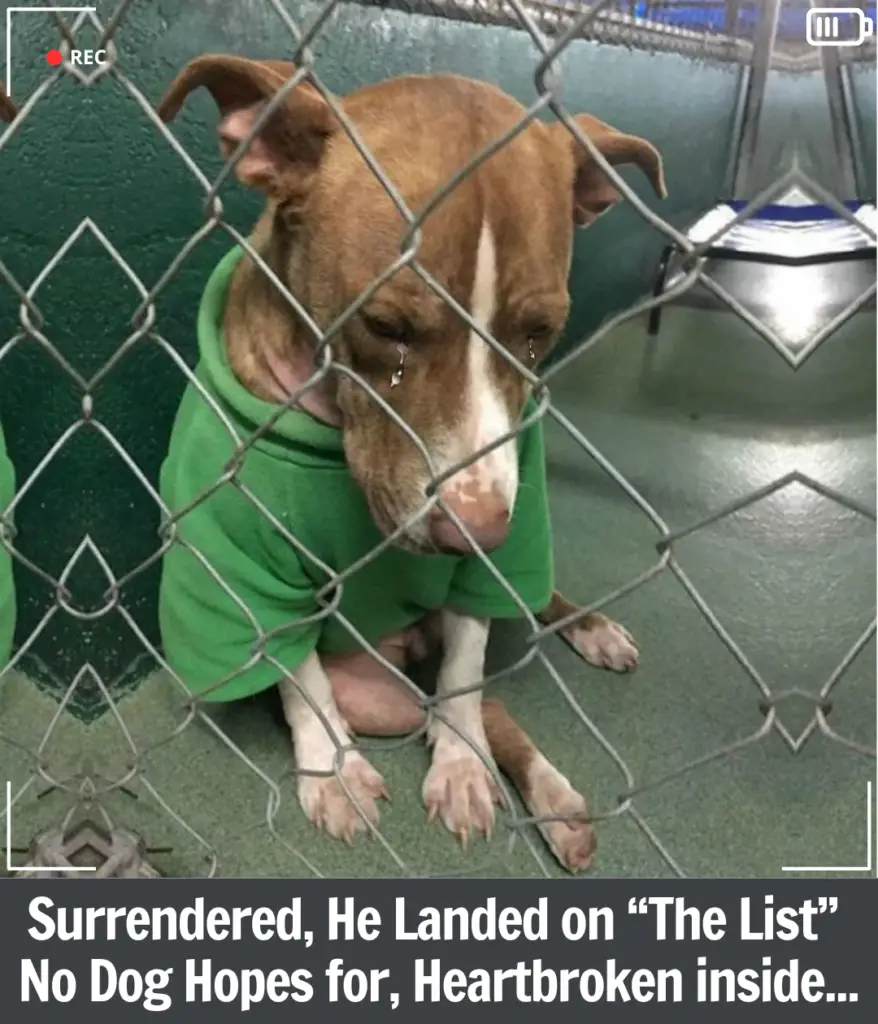 You are currently viewing Shelter Bobby Who Wore a Christmas Sweater for Two Months Finally Finds the Home He Always Waited For