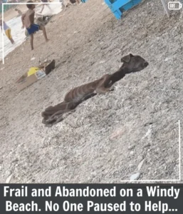 Read more about the article From Despair to Delight: Chocolate’s Journey of Survival and Love