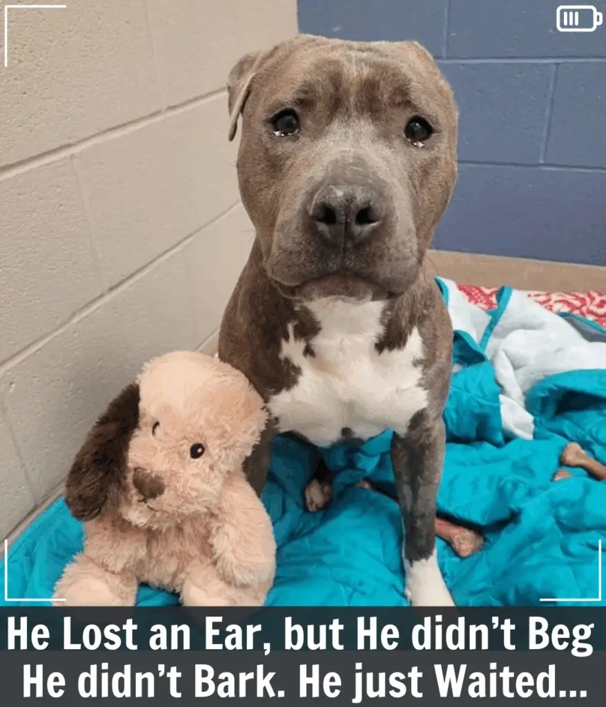 You are currently viewing Dog With a Missing Ear Finds Hope, Healing, and a Forever Home
