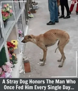 Read more about the article A Homeless Dog’s Final Goodbye: How Love Guided Him to His Lost Human