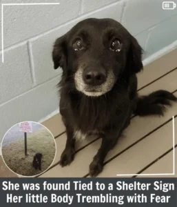 Read more about the article Abandoned Dog Tied to a Shelter Sign Finds Love, Safety, and a Second Chance