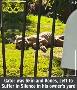 Read more about the article Neglected and Starving Gator, He Collapsed in His Own Backyard — But Love Brought Him Back