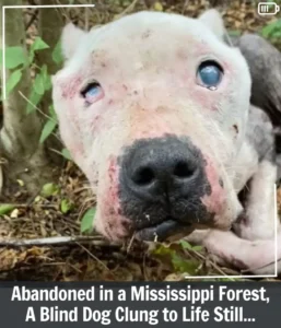 Read more about the article Halo: The Blind Dog Left to Die in a Mississippi Forest Finally Finds Hope and Home