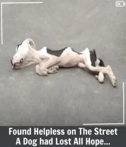 Read more about the article From Despair to Hope: A Resilient Pit Bull Saved by Rio’s Selfless Animal Hero