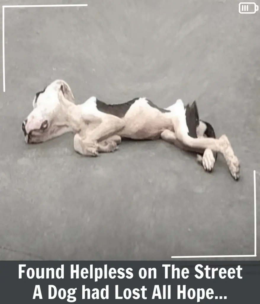 You are currently viewing From Despair to Hope: A Resilient Pit Bull Saved by Rio’s Selfless Animal Hero