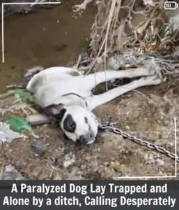 Read more about the article Rescue of Hope: The Paralyzed Dog Whose Nighttime Cry Begged the World to Listen