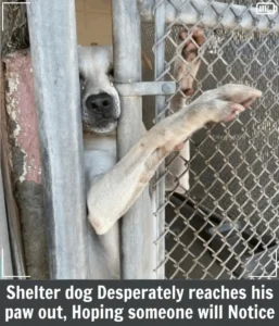 Read more about the article Lancer’s Journey: The Shelter Dog Who Reached Out for Love — and Finally Found It