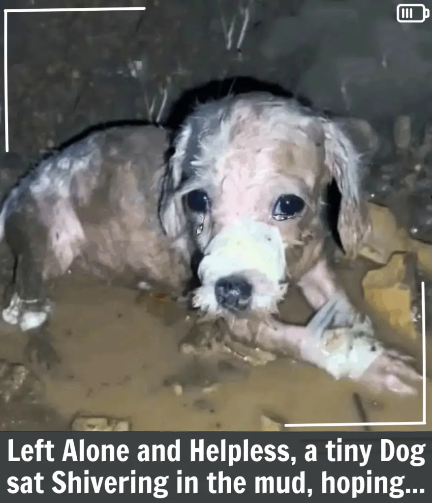 You are currently viewing From Abandonment to a Loving Home: Lucky’s Incredible Journey