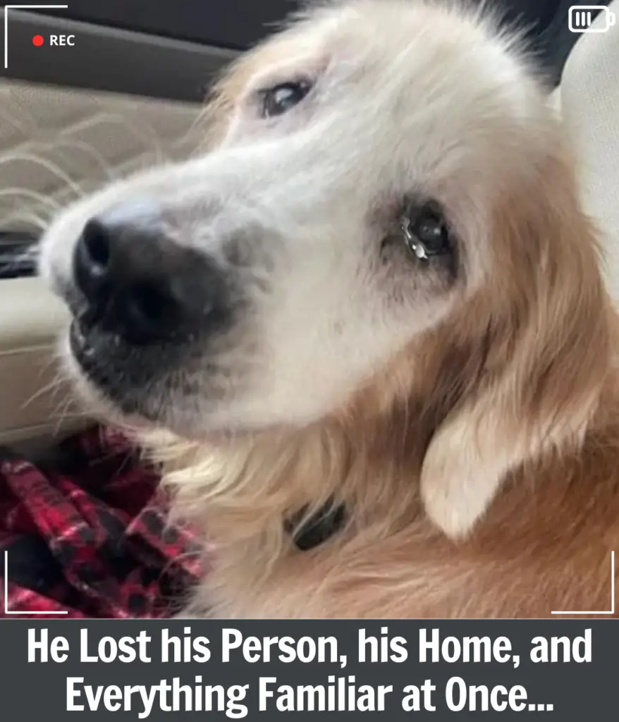 You are currently viewing Mickey Overlooked for Years Finally Finds the Love He Waited For