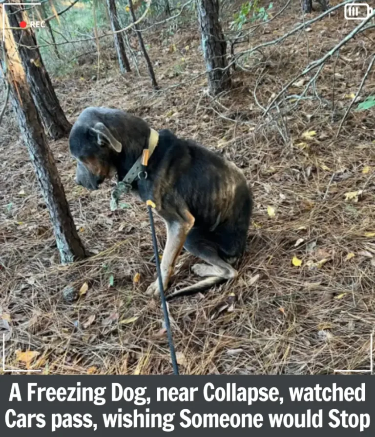 A Freezing Rhodey on the Brink of Death Finds Hope When One Kind Person Stops