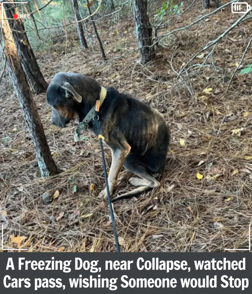 Read more about the article A Freezing Rhodey on the Brink of Death Finds Hope When One Kind Person Stops