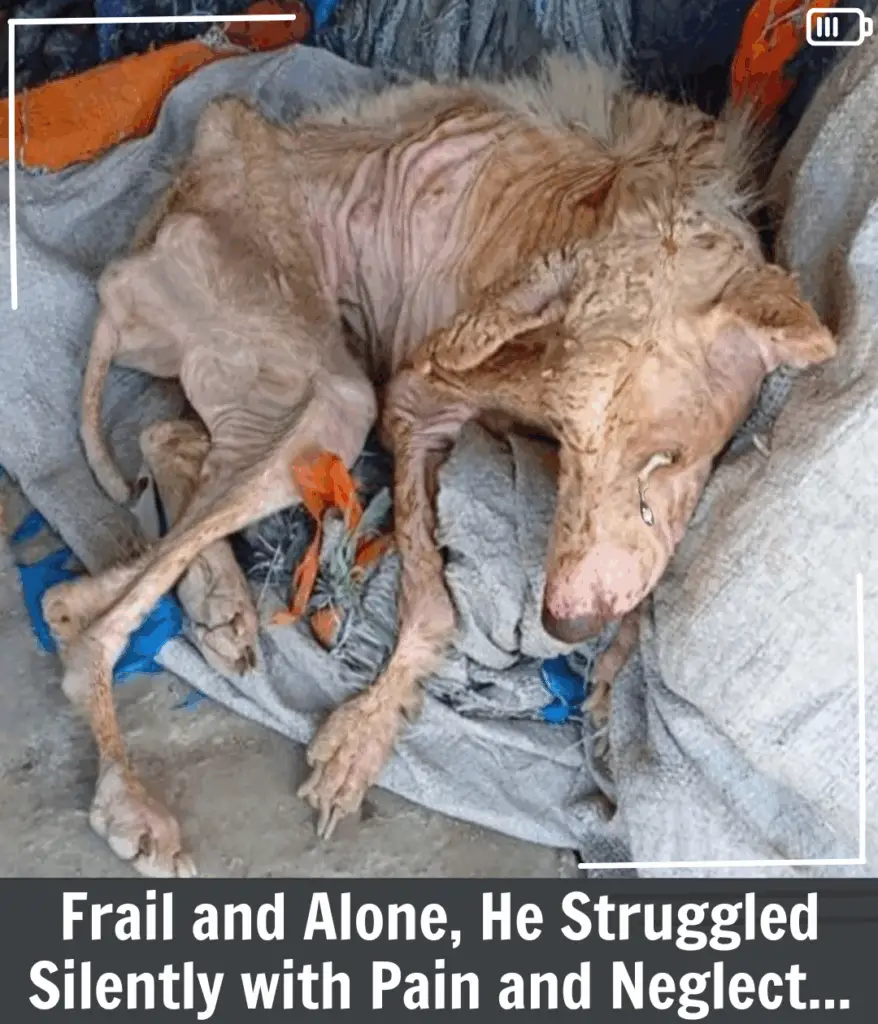 You are currently viewing From Neglect to Hope: Rudy’s Inspiring Journey of Healing and Resilience