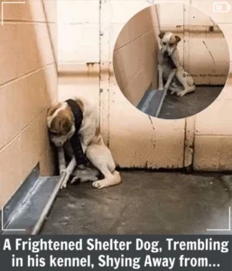 Read more about the article Abandoned Shelter Stewart Too Frightened to Let Anyone Comfort Him