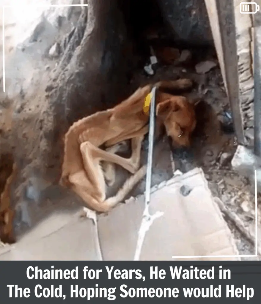 You are currently viewing Alan’s Unexpected Journey From Neglect to Healing and Hope