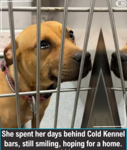 Read more about the article Texas Shelter Dog’s Hopeful Smile Wins Hearts and Leads Her to a Forever Home