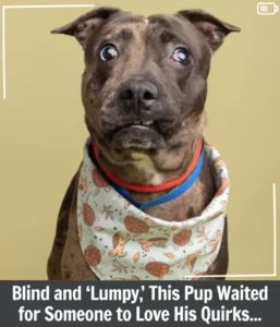Read more about the article Blind, “Lumpy” Pup Finds Love and Goes Viral: Hondo’s Unforgettable Journey