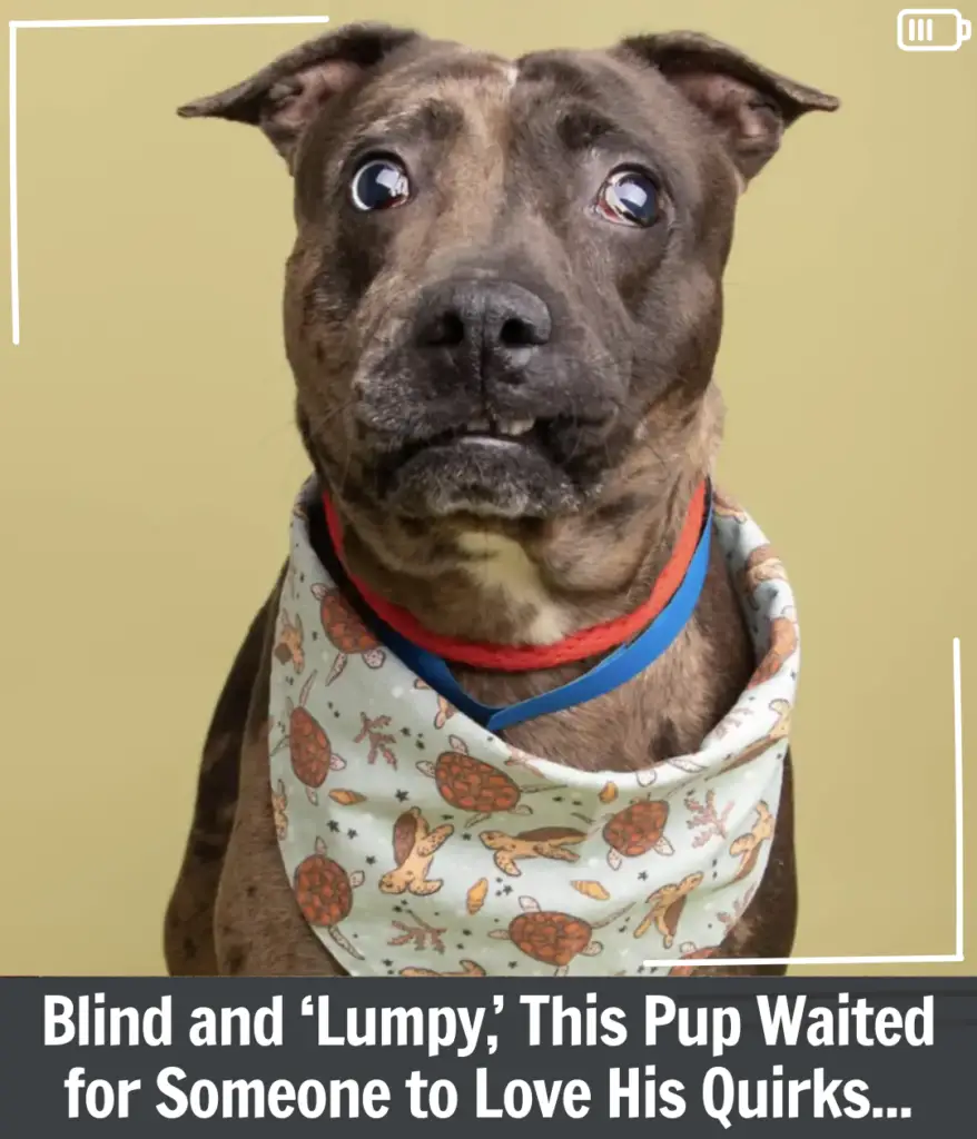 You are currently viewing Blind, “Lumpy” Pup Finds Love and Goes Viral: Hondo’s Unforgettable Journey