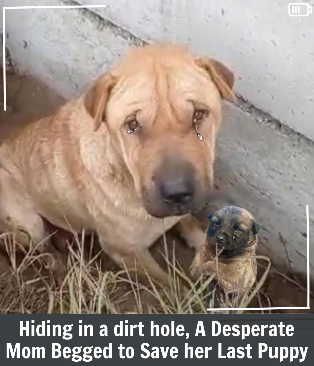 You are currently viewing A Mother’s Plea: Marley’s Brave Fight to Save Her Last Puppy