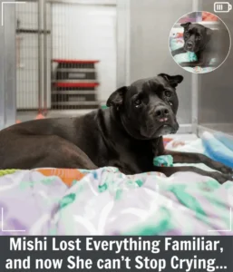 Read more about the article Mishi’s Heartbreaking Surrender: A 13-Year-Old Dog Searching for Love After Losing Everything