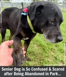 Read more about the article Maryland Rescuers Rushed To Help An Abandoned Rigsby And Realized It Was Someone They Knew