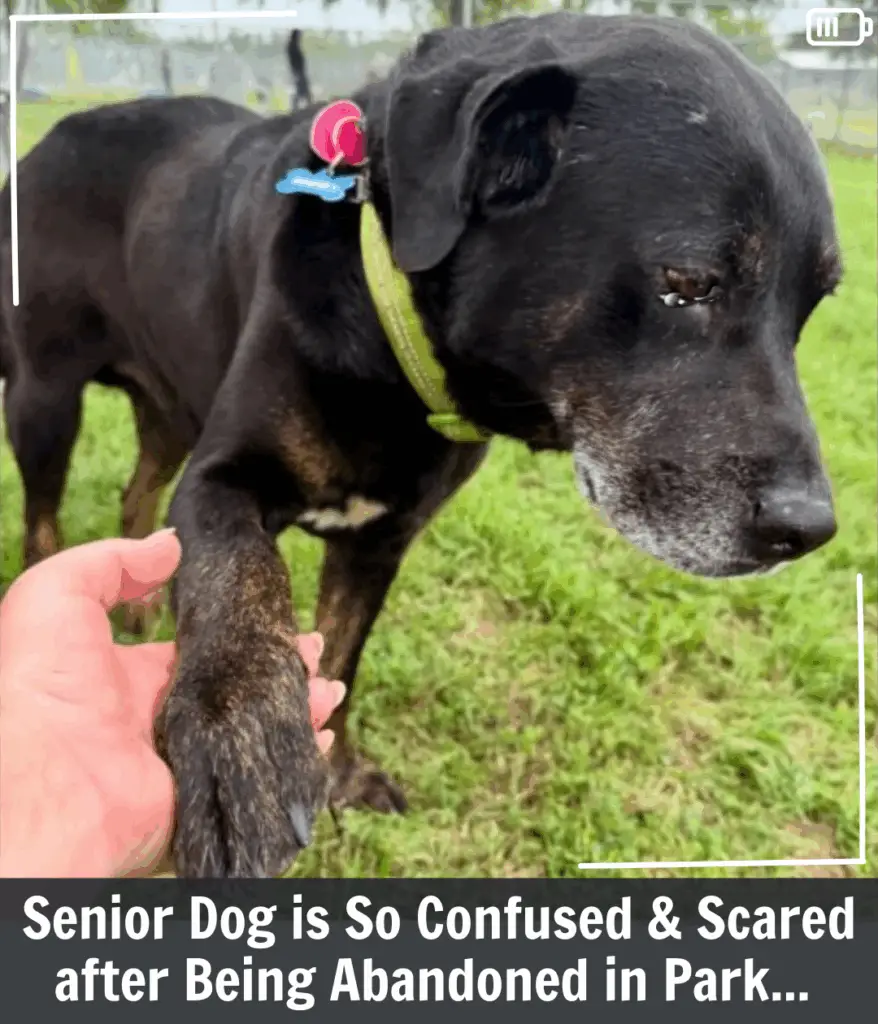 You are currently viewing Maryland Rescuers Rushed To Help An Abandoned Rigsby And Realized It Was Someone They Knew