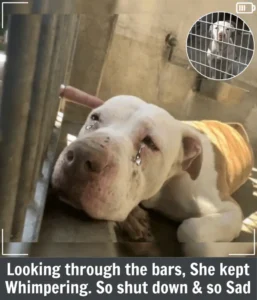 Read more about the article California Rescuer Heartbroken by Shelter Sadie Cries, Steps In to Save Her