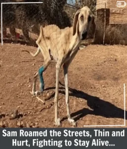 Read more about the article From Streets to Sanctuary: Sam’s Miraculous Recovery and New Beginning